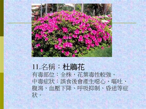 杜鵑花中毒怎麼辦